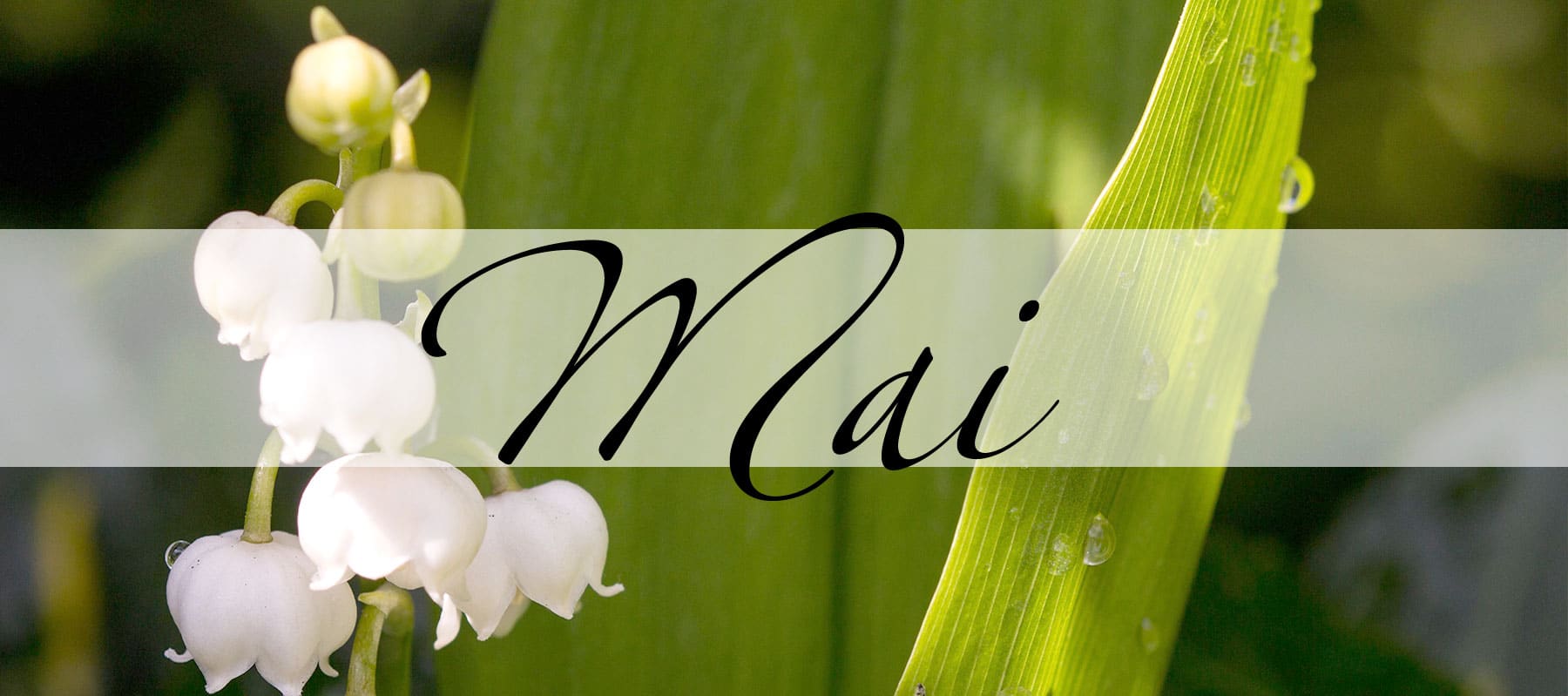 Mai